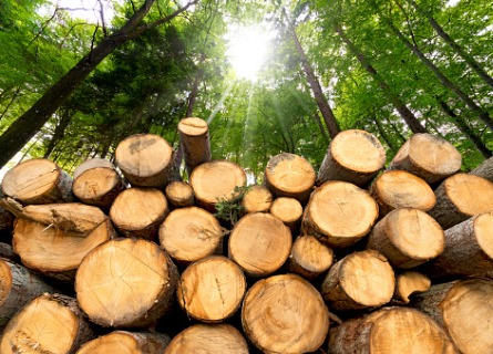 Hardwood Log Exporter