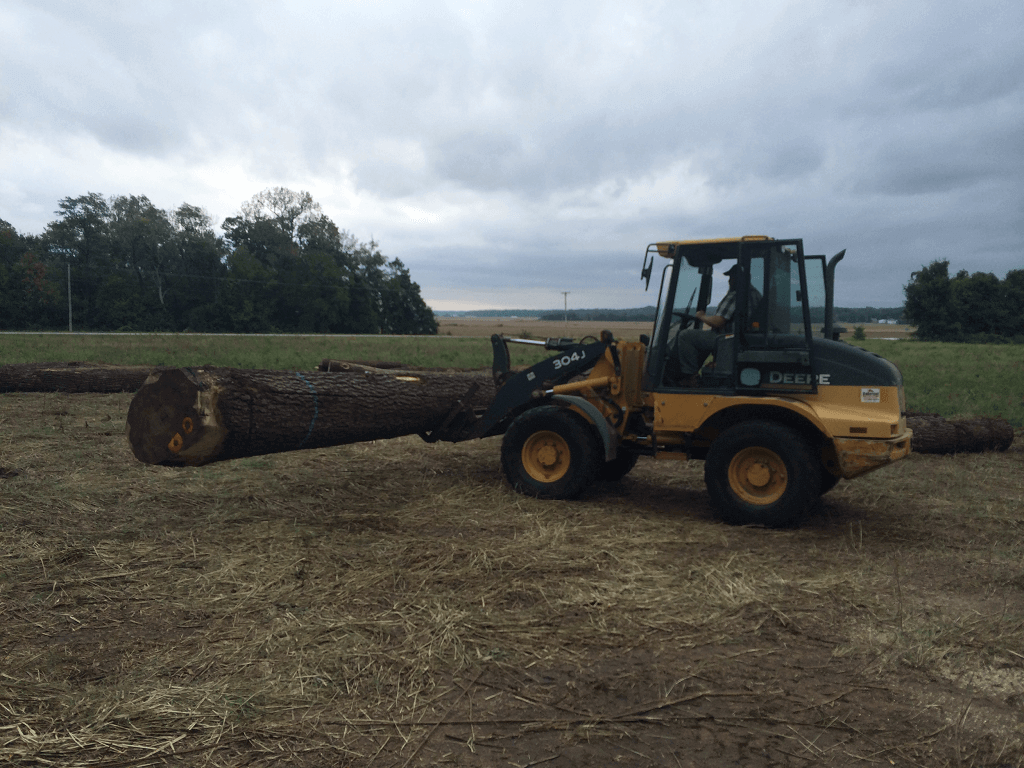 Logging Process - Walnut Timber Buyers
