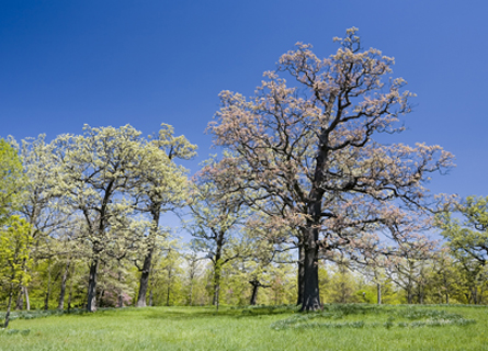 white oak trees to be cut down by white oak timber buyers in Illinois