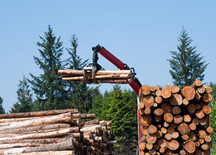 White Oak Timber Buyer in Illinois operating a crane to stack logs onto a truck