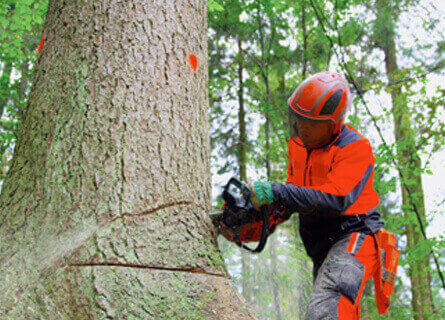 Timber Buyer IL