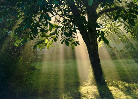 Walnut tree being lit up by sunlight in a grassy grove in Illinois