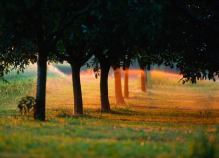 A tree farm ready for Timber Harvesters in Illinois