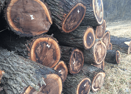 Buy Walnut Timber stacked logs in Illinois