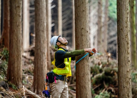 Logger measures a tree, illustrating Timber Harvesting Fulton County IL