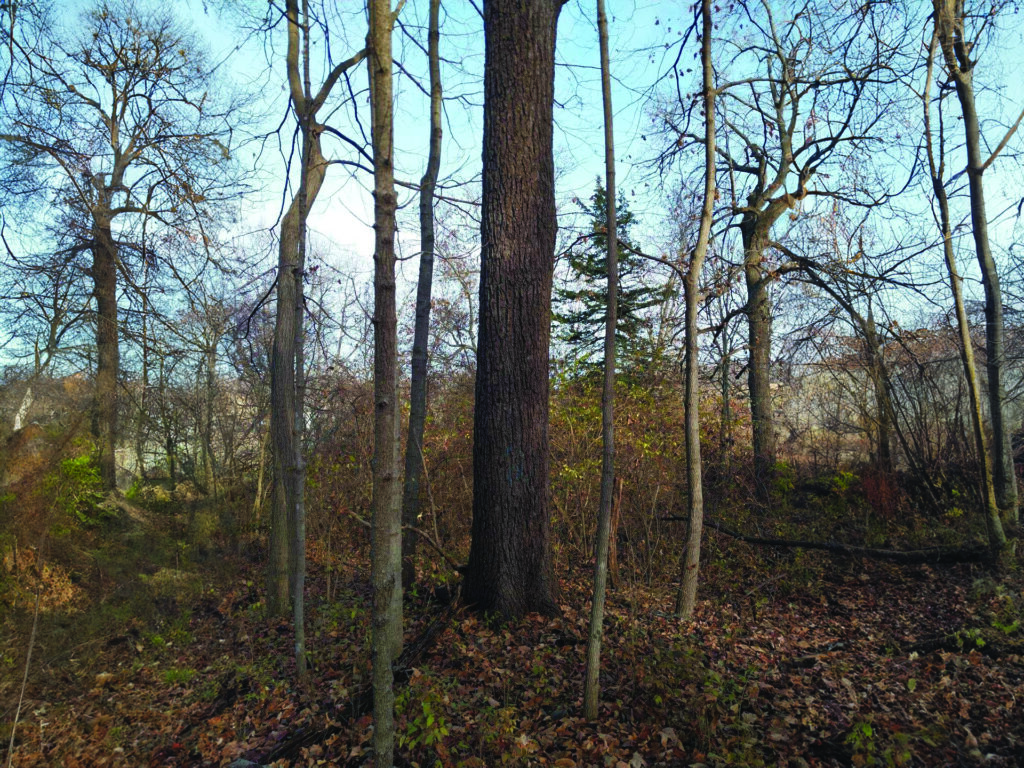 Black Walnut Timber Buyers Illinois Black Walnut Trees in IL