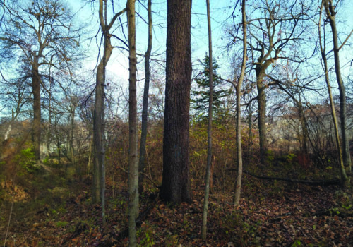 A forest with walnut trees in Illinois