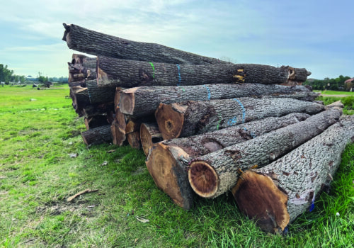 A pile of marked timber, cut and organized by Walnut Timber Buyers in Illinois